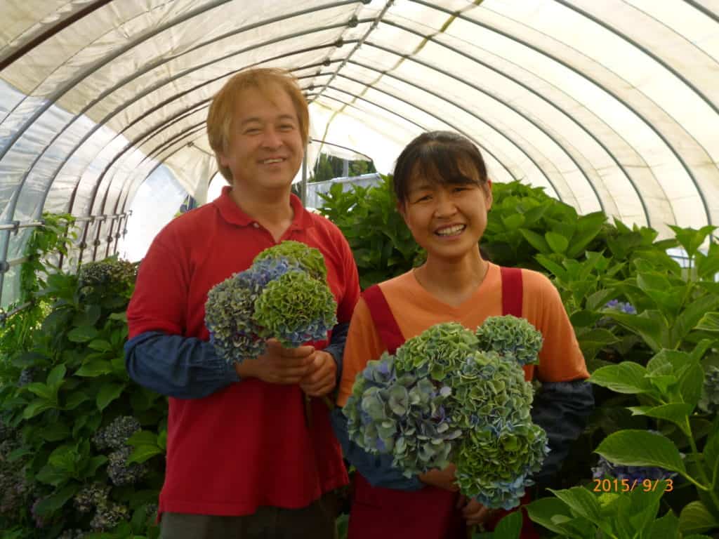 アジサイ アーカイブ あじさい通販専門店の生産販売 いでは農産